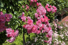 kep1_6_varmegye_gul_baba_2025_6_12