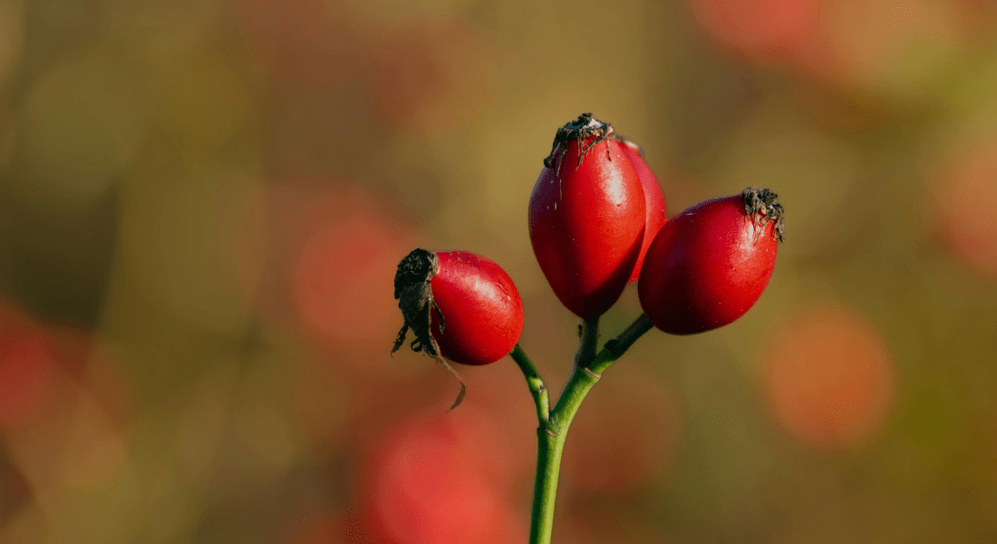 szeged_ido_es_idojaras_2025_11_06