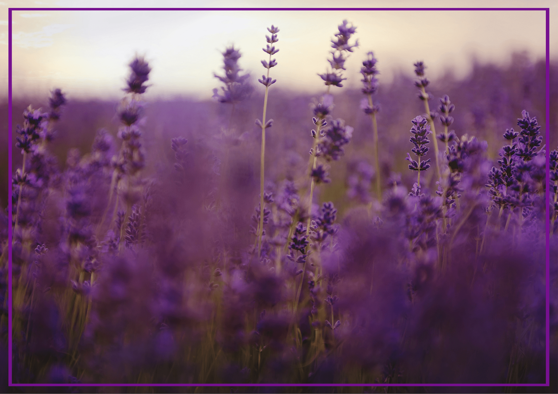 szomszedolo_szolnok_levendulas_kep_20250624